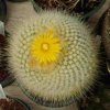 Parodia_chrysacanthion